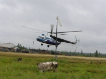 Вертолет и корова