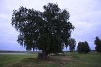 Чудо-дерево на окраине Старого Каргаска