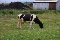 Тутончанская корова