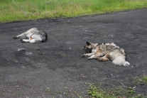 Тутончанские собаки на отдыхе
